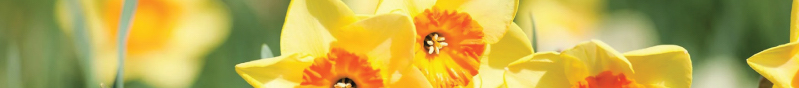 daffodils